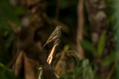 Pipit perching on branch