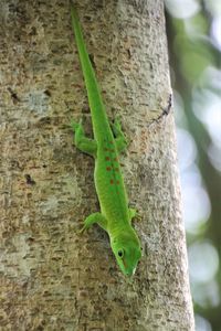 Close-up of lizard on tree trunk