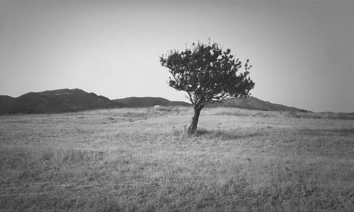 Scenic view of grassy field