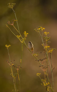 Close-up of bird perching on plant