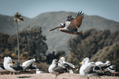 Close-up of bird flying against blurred background