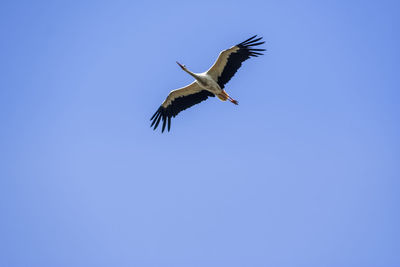 Low angle view of bird flying in sky