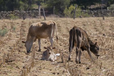 Horses grazing in a field