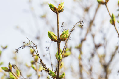 Close-up of flowering plant