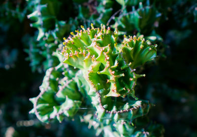 Close-up of succulent plant