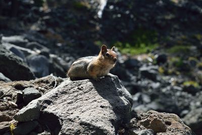 Close-up of squirrel on rock