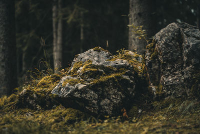 Close-up of lizard on rock