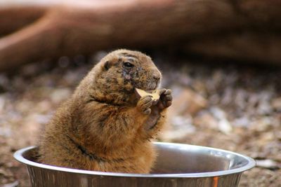 Marmot eating while sitting in bowl at zoo