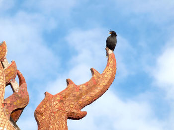 Low angle view of bird perching on a rock