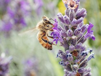 Close-up of bee on lavender outdoors