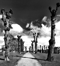 Trees against sky