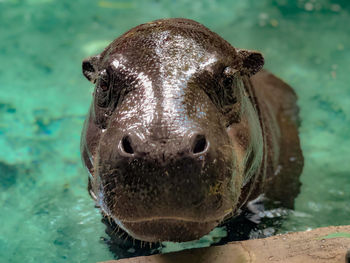 Cute hippo 