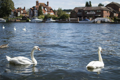 Swans swimming in lake