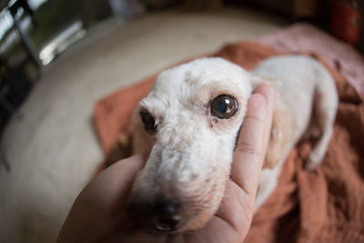 Close-up of hand holding dog