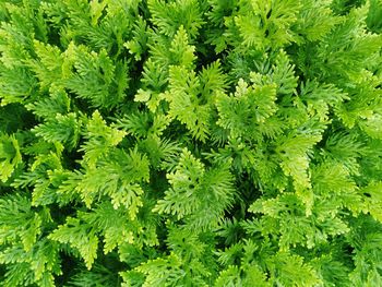 Full frame shot of fresh green plants