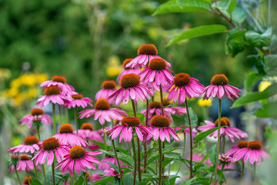 Close-up of pink flowering plants