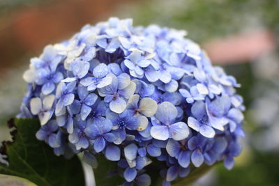 Close-up of purple hydrangea flowers