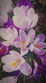 Close-up of purple flowers blooming