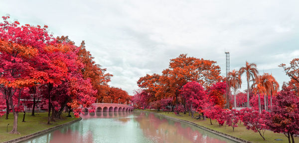 Autumn colorful leaves trees with pink orange and yellow leaf on green grass lawn 