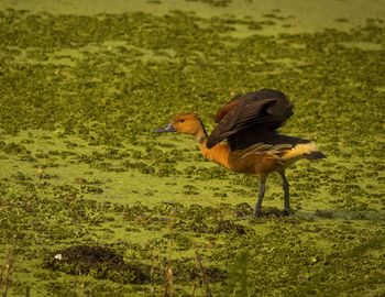 Side view of a bird on field