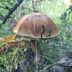 Close-up of mushroom growing on field