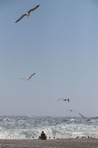 Seagulls flying over sea against clear sky