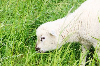 Close-up of sheep grazing on field