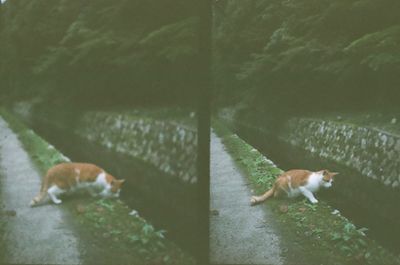 High angle view of dog in water