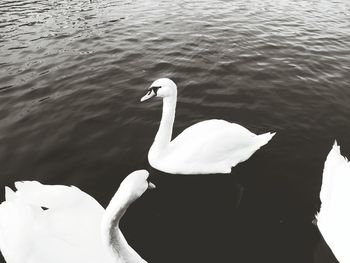 Close-up of swan swimming in lake