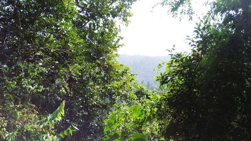 Low angle view of trees against sky