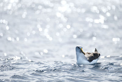 View of dog swimming in sea