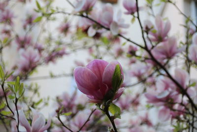 Close-up of pink flowers blooming outdoors