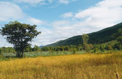 Scenic view of field against sky