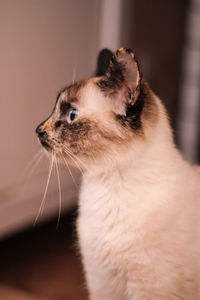 Close-up of cat sitting at home