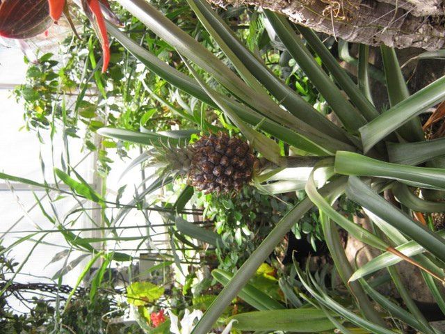 CLOSE-UP OF PINE CONE ON BRANCH