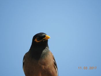 Close-up of bird perching against clear sky