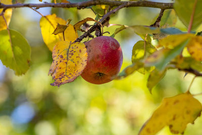 Close-up of fruits growing on tree