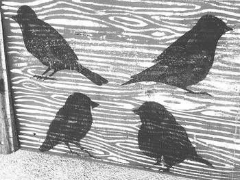 High angle view of birds on shadow