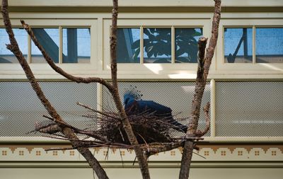 Low angle view of bird perching on building