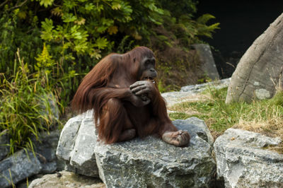 Zoo in dublin 