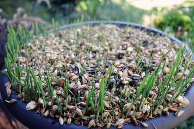 Close-up of plants