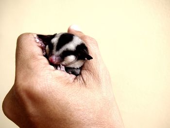 Cropped image of hand holding sugar glider