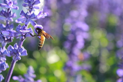 Close-up of bee pollinating on purple flower