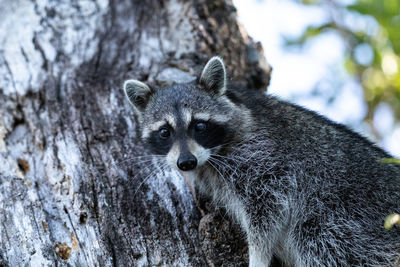 Young raccoon procyon lotor marinus forages for food in naples florida among the forest.