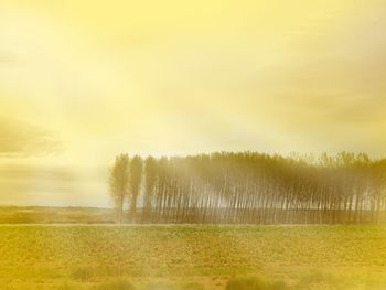 Trees on land against sky during sunset