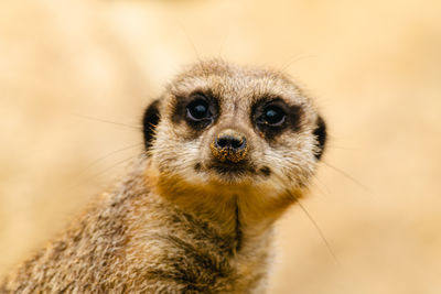 Close-up of meerkat