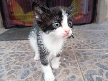 Portrait of kitten on floor