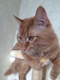 Portrait of ginger cat sitting at home