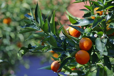 Close-up of mandarin on tree