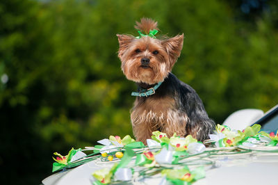 Yorkshire terrier sitting on decorated wedding car hood